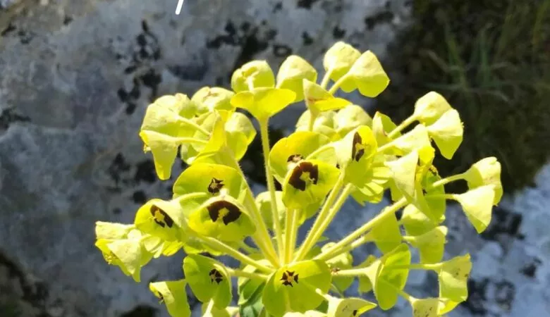 anche nella roccia nascono i fiori